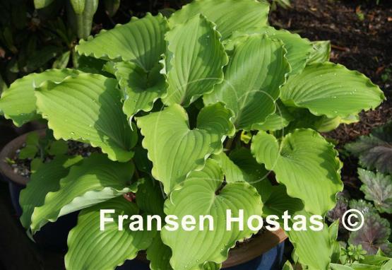 Hosta Marilyn Monroe